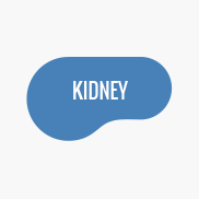 Small Circle End Flowing Into Larger Circle End On Slight Angle Kidney Pool Shape