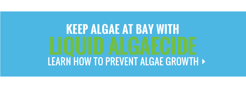 How to Remove Algae From Your Pool